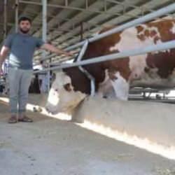 Devasa tosuna bakan &ccedil;ok ama alan yok! Fiyatı cep yakıyor 