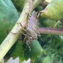 Kabus günbegün yayılıyor! Çare bekleyen çiftçi: 'Sayıları çok fazla ve hızlı ürüyorlar'