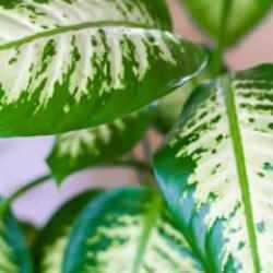 Evlerde gizli tehdit: Difenbahya bitkisine temas etmenin ve yutmanın zararları!