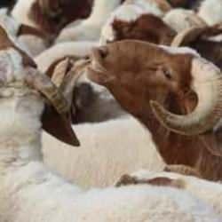 Diyanet uyardı: Bu hataya d&uuml;şmeyin! Kurbanlar ge&ccedil;ersiz olur