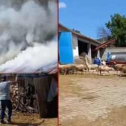 Eskişehir'de fareler 30 koyunu telef edecekti