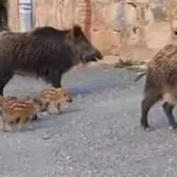 Kaymakamlık uyardı: Yaban domuzu beslemek yasak! Para cezası var 