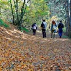 İki ilimizde ormanlara girişler yasaklandı