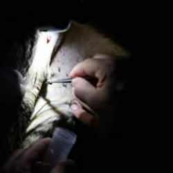 Kene alarmı! Türk ve Japon bilim insanları bir ilde çalışma başlattı 