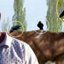 Cüce kargalar, ineğin tüylerini yoldular! İlginç olayın sebebi ortaya çıktı