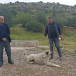 Ankara'da başıboş köpekler buzağıyı parçaladı! Sahipleri isyan etti
