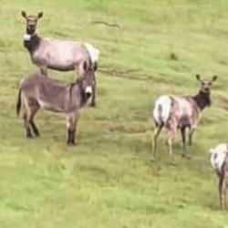Sahibi umudunu kesmişti 4 yıl sonra bulundu: Kendini geyik sanıyor!
