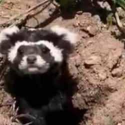 Sivas'ta görüntülendi! Kırmızı listede yer alıyor