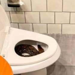 Tayland'da evdeki devasa piton g&ouml;renleri şok etti!