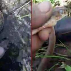 Yılanı çıplak elle yakalayarak su içiren vatandaş: 'Yanmış su diye' 