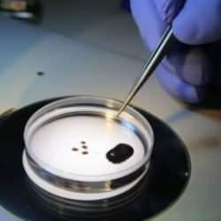 Uzmanlardan hayati uyarı! Ölümcül tehlike toplu iğne büyüklüğünde