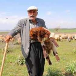 80 yaşında rızkının peşinde koşan çoban: 'Hayvancılık, el işinden çok güzeldir'