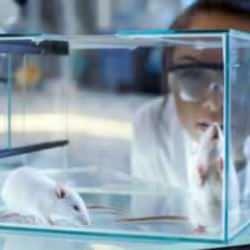 Yaşlanma karşıtı kokteyl bulundu: Yaşam süresini %30 artırıyor!