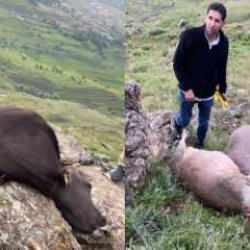 Hakkari'de yıldırım faciası: İneklerini gören besiciler şoke oldu!