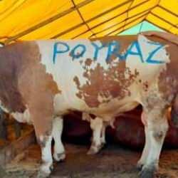 Pazarın gözdesi 'Poyraz' ilk günden satıldı