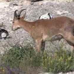 Erzincan'da şantiye alanında yaban keçisi görüntülendi