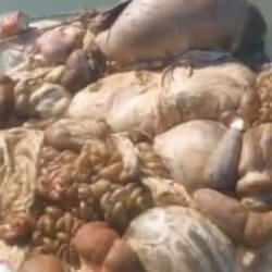 Adana'da skandal g&ouml;r&uuml;nt&uuml;ler: Hayvan pisliklerini sulama kanalına attılar