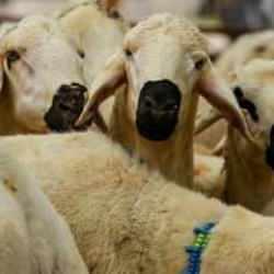 AK Parti&rsquo;den Kurban Bayramı genelgesi! T&uuml;m belediyelere g&ouml;nderildi