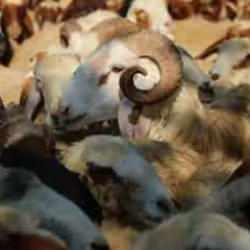 Allah&rsquo;a yakınlaşma bayramı&hellip;