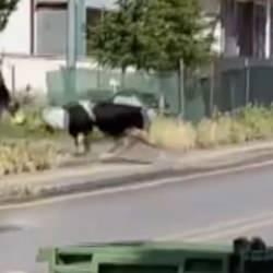 Ankara’da kaçan kurbanlık dana yaşlı kadına çarparak yaraladı