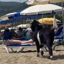 Antalya'da ka&ccedil;an kurbanlık ke&ccedil;i, plajda g&ouml;r&uuml;nt&uuml;lendi