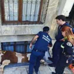 Bahçelievler'de kurbanlık boğa, bodrum kattaki dairenin pencere boşluğuna düştü