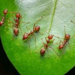 Bahçeniz karınca istilasına uğradıysa çözüm çok basit: Kimyasala gerek yok!