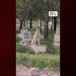 Başıboş k&ouml;pek mezar kazdı, tepki yerine sevildi: &ldquo;Ne g&uuml;zel yatıyor orada&rdquo;