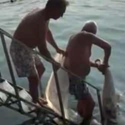 Bebek sahilinde &ouml;l&uuml; yunus karaya vurdu! &Ccedil;&ouml;pe attılar&hellip;