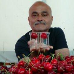 Çay bardağına sığmayan kirazları görenler gözlerine inanamadı