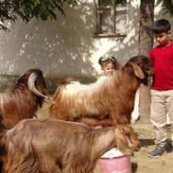 Çobanlık yapan 11 yaşındaki Emir, Bakanlığın bursluluk sınavından tam puan aldı