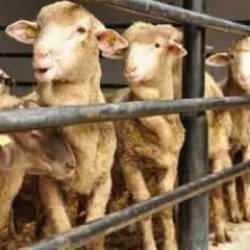 Diyanet'te kurban vekaleti rekoru