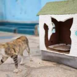 Emine Erdoğan'ın Sıfır Atık Girişimi, Senegal'de kedi evlerine ilham oldu