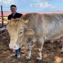 Çanakkale'de 1 ton 500 kiloluk 'Paşa' için dudak uçuklatan fiyat 