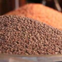 FAO: Küresel gıda fiyatları tahıl ve şeker fiyatlarındaki düşüşle mayısta geriledi