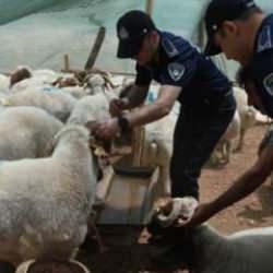 Gaziantep Büyükşehir'den kurban denetimi ve temizlik seferberliği