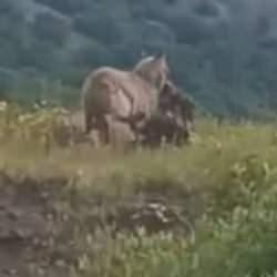 İlçe merkezine kadar inen kurt kaptığı gibi götürdü