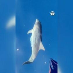 Keyifli g&ouml;r&uuml;nt&uuml;lerin adresi Alanya: Yunuslar tur teknesine eşlik etti