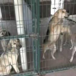 Korkutan tablo: Sahipsiz köpek sayısı açıklandı!