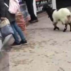 Kurban Bayramı'nda otogara giren inat&ccedil;ı ke&ccedil;i &ccedil;ekmeceden paraları alıp gitti