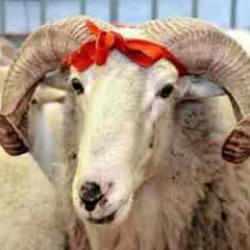 Kurban ibadeti hakkında her şey: Herkes biliyor ama g&ouml;zden ka&ccedil;an bilgiler...