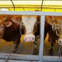 Kurbanda hizmet fiyatları da yüksek! Bir hisse de kesim masrafına gidiyor