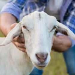 Kurban&rsquo;da İslam&icirc; STK&rsquo;ların Durumunu Hatırlamak