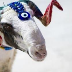 Bir diriliş ve direniş iklimi; Kurban Bayramı g&uuml;nleri