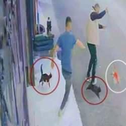 Ninja kedilerin köpeğe saldırdığı anlar kamerada
