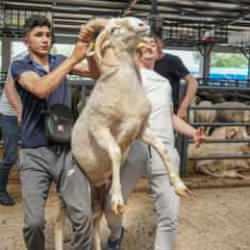 Pazarın gözdesi oldu: Herkeste iki, onda dört tane var 