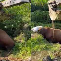 Rize’de çukura düşen boğa iş makinesi ile çıkarıldı