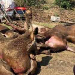 Sakarya’daki besi çiftliğinde yangın! 16 büyükbaş öldü