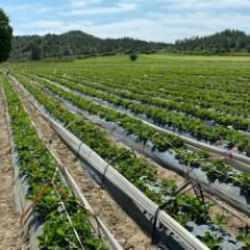 Tarım ve kırsal kalkınma hibeleriyle 70,3 milyon euroluk yatırım