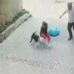 Tasmasız Pitbull 7 yaşındaki çocuğa saldırdı